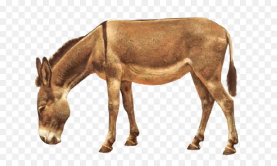 Burro Cinzento，Fazenda PNG