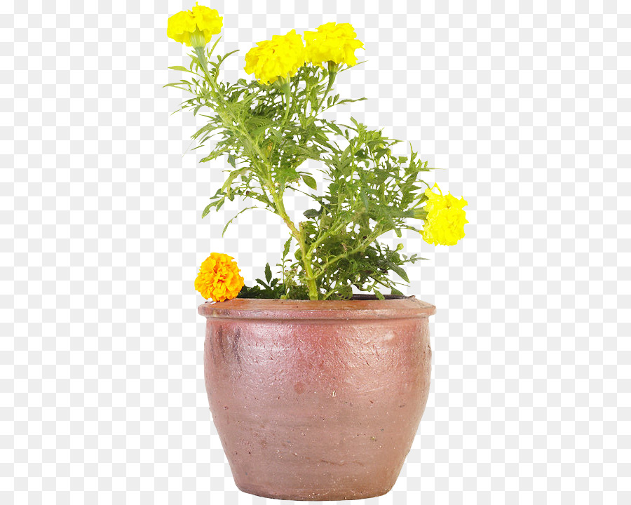 Flores De Corte，Crisântemo Grandiflorum PNG