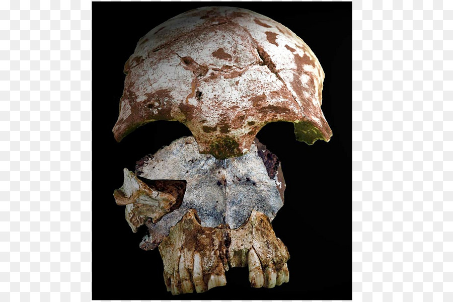 Neandertal，Início De Migrações Humanas PNG