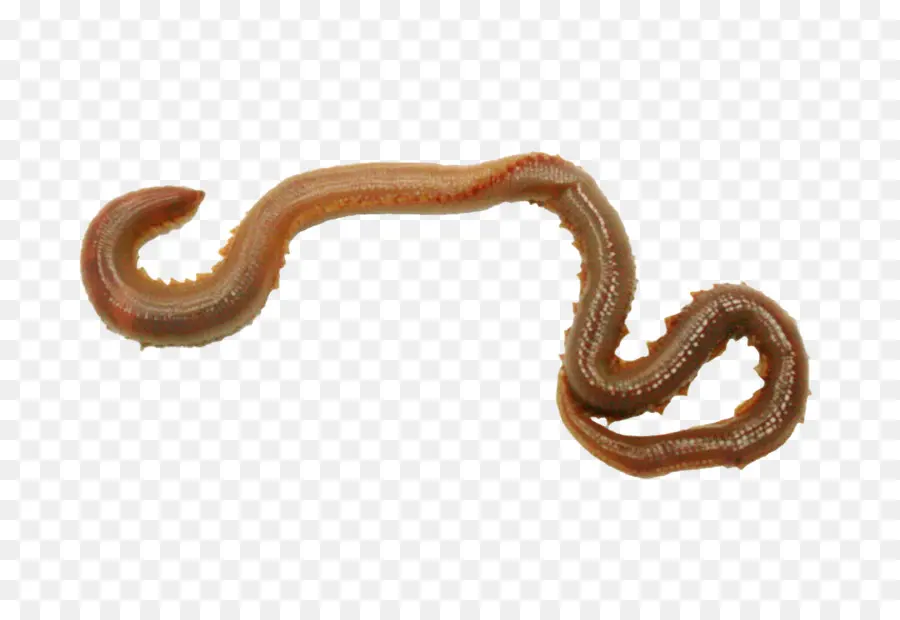 Worm，Annelid PNG