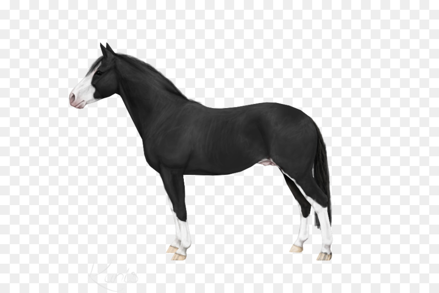 Cavalo Preto E Branco，Cavalo PNG