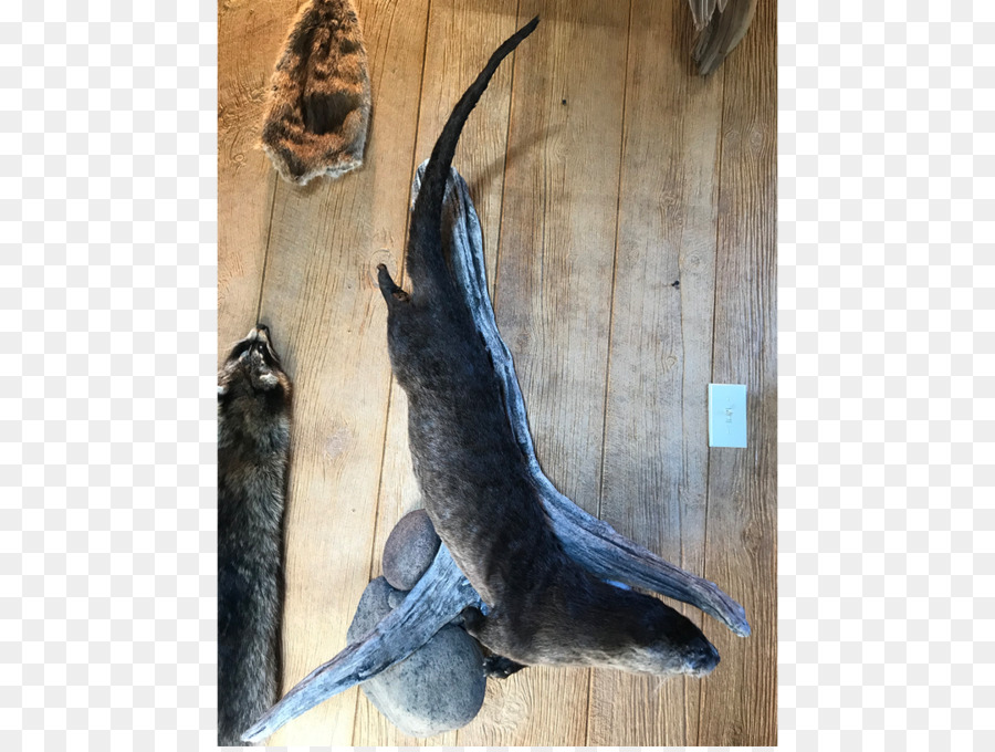 Black Creek，Taxidermia PNG