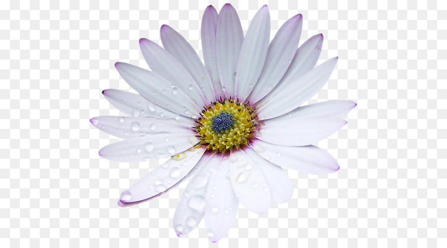 Flor Roxa，Florescer PNG