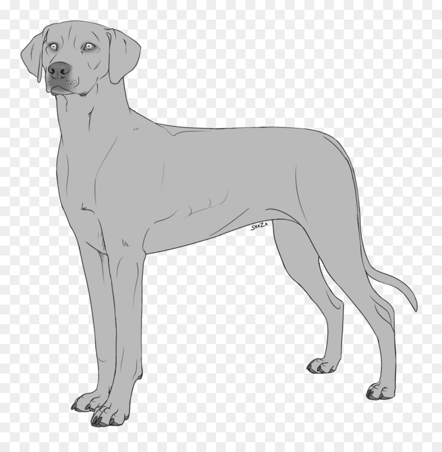 Labrador Retriever，Great Dane PNG