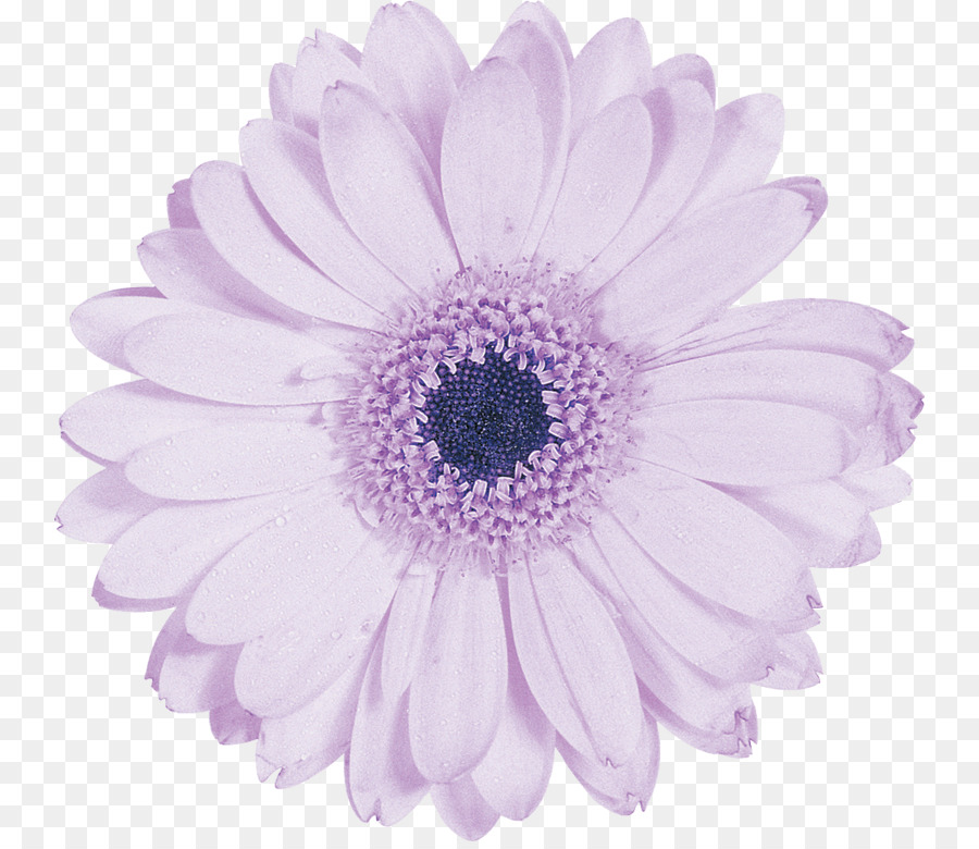 Transvaal Daisy，Flor PNG
