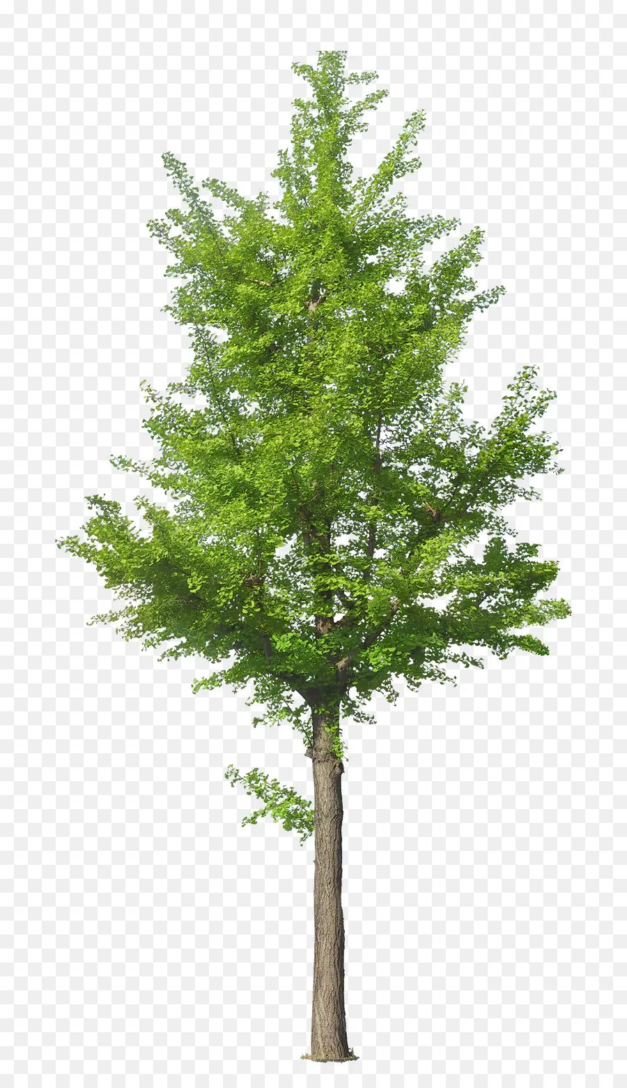árvore，Ginkgo Biloba PNG