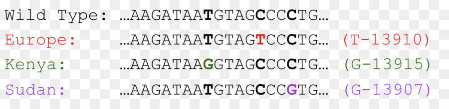 Leite，A Lactase PNG