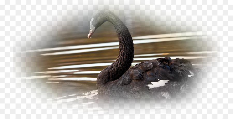 Papel De Parede Da área De Trabalho，Cisne Negro PNG