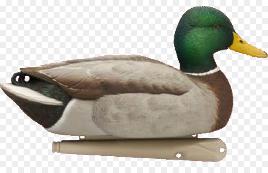 Chamariz De Pato，Pássaro PNG