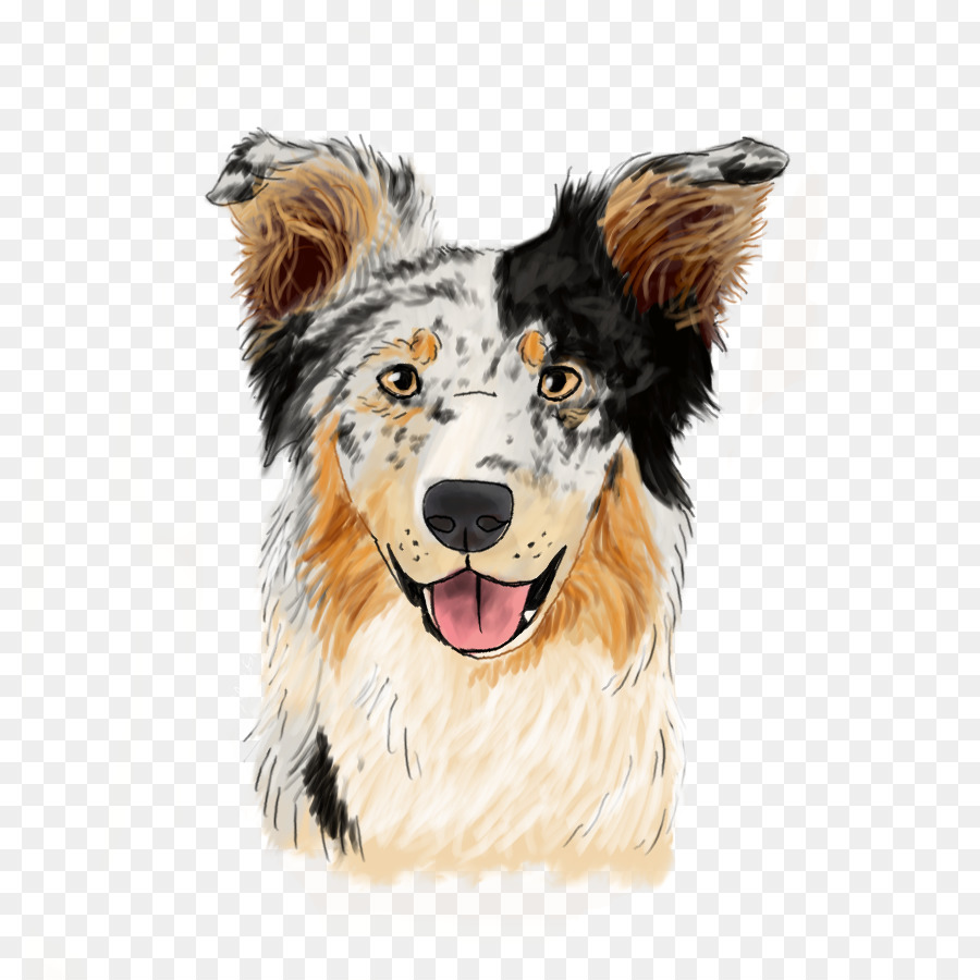 Rough Collie，Border Collie PNG