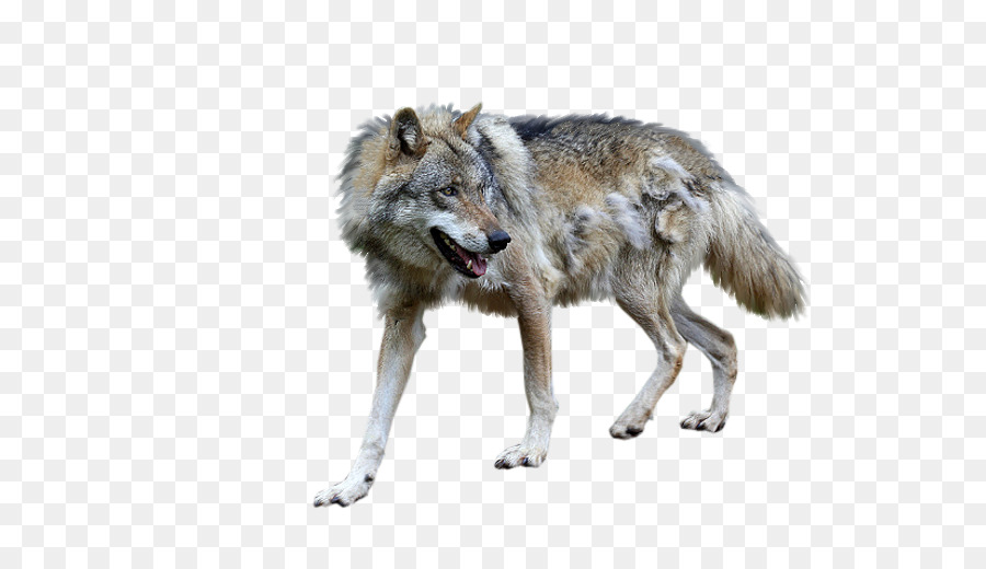 Tundra Lobo，Coyote PNG