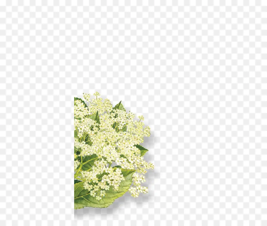 Elderflower Cordial，Sabugueiro PNG