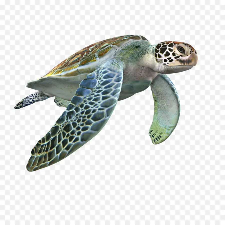 Tartaruga Cabeçuda，Modelagem 3d PNG