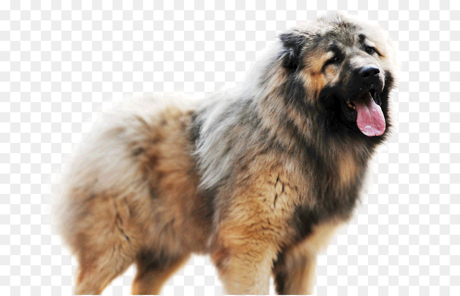 Estrela Mountain Dog，Caucasiano Cão De Pastor PNG
