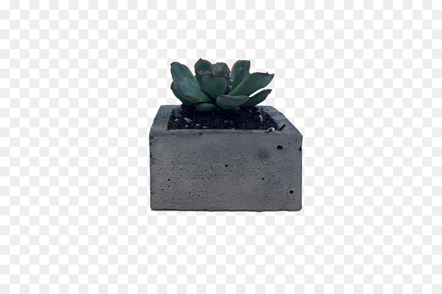 Flowerpot，Suculenta Planta PNG