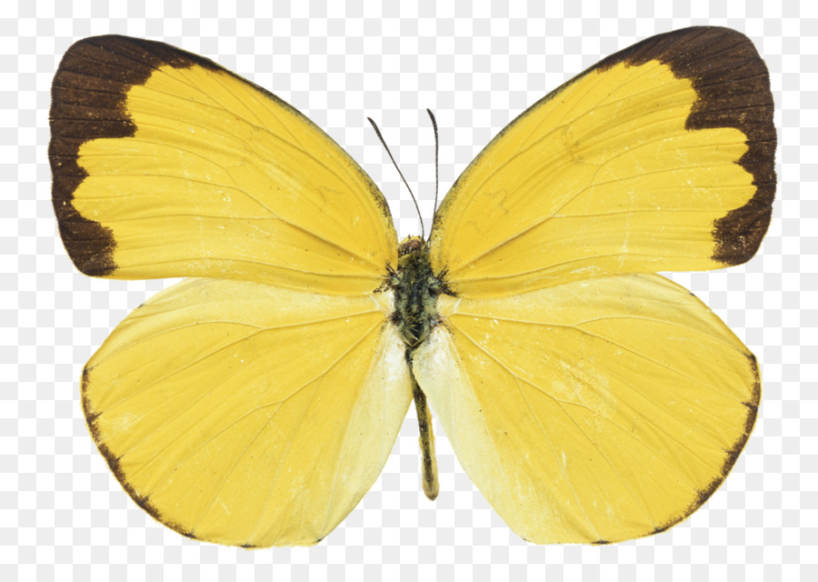 Borboleta，Amarelo PNG