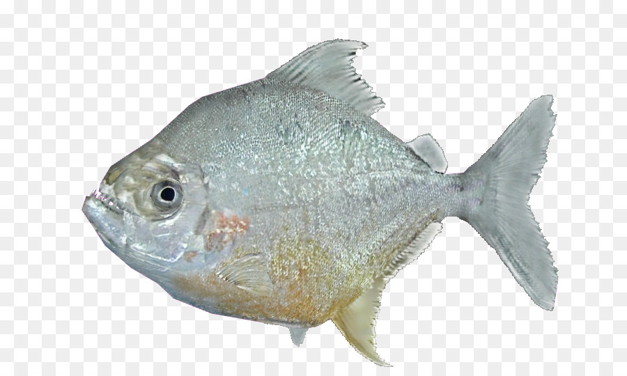 Touca Piranha，Piranha PNG