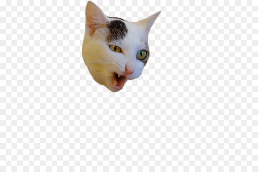 Cabeça De Gato，Pelo Branco PNG