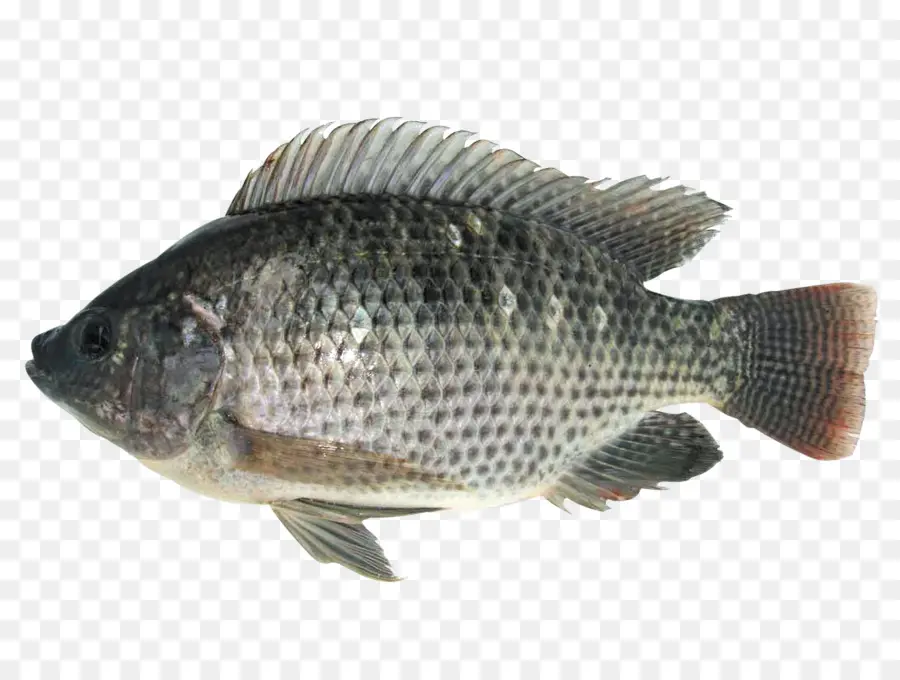 Tilápia，Peixe PNG