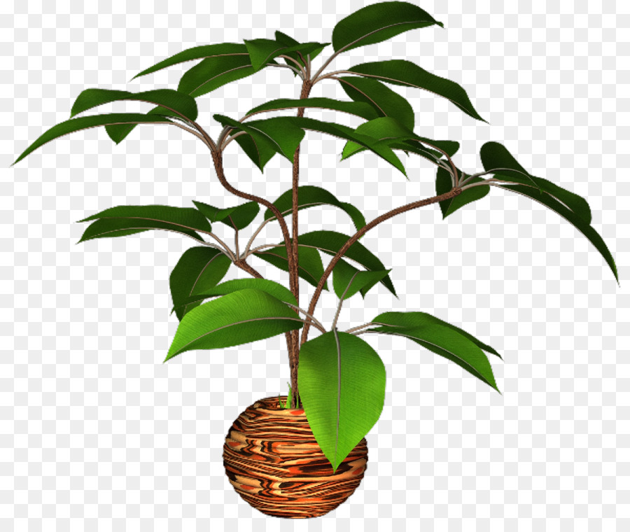 Flowerpot，Planta PNG