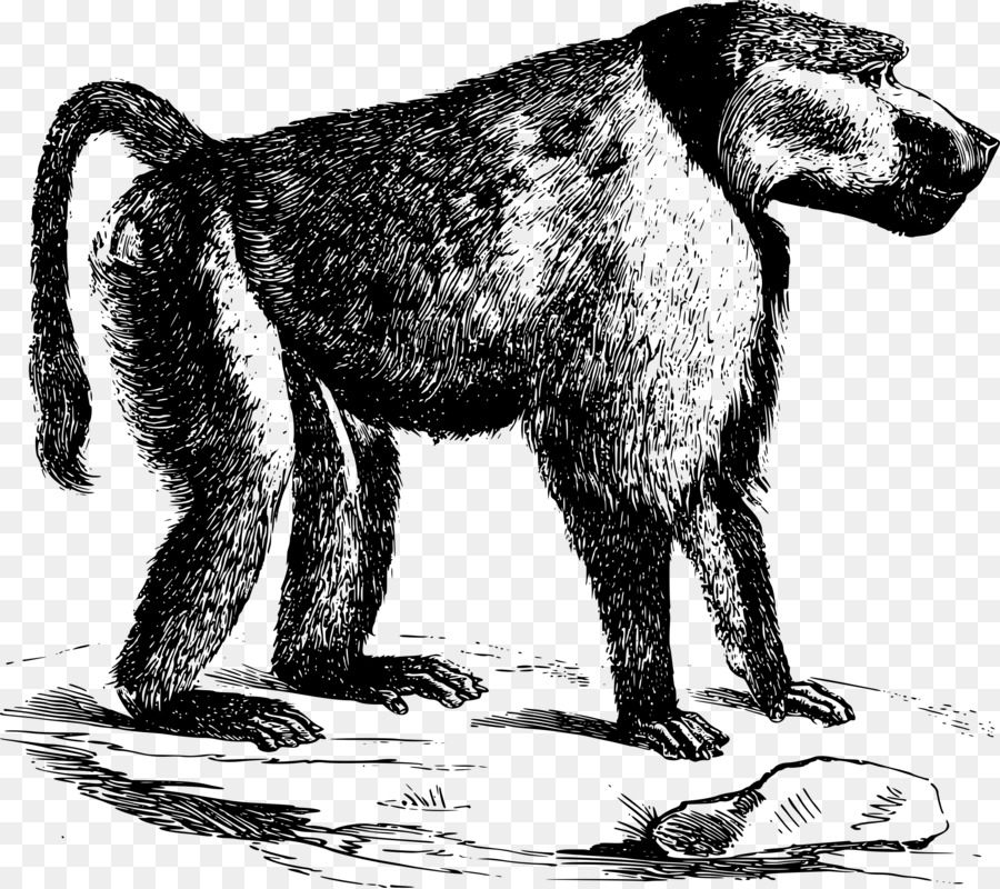 Cão，Mandril PNG