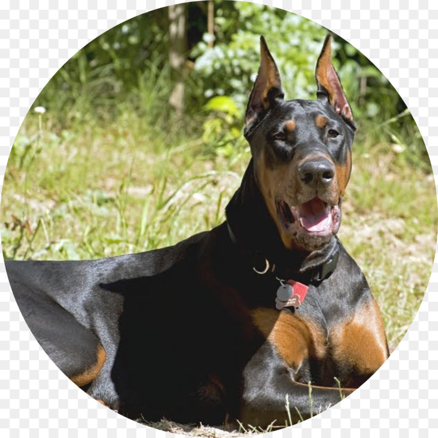 Dobermann，Alemão Pinscher PNG