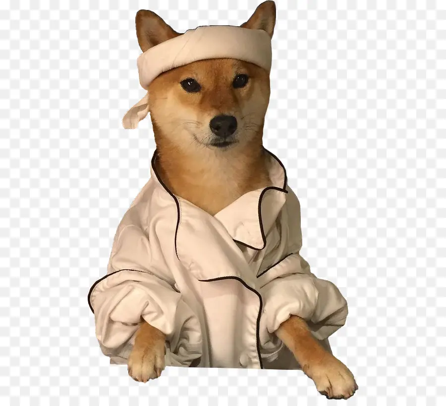 Cachorro Com Roupa De Chef，Fantasia PNG