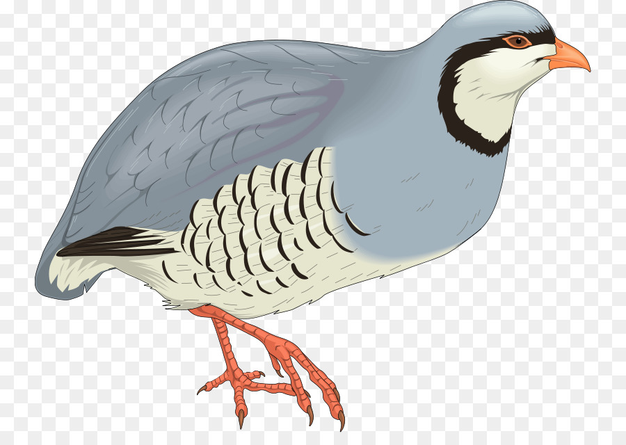 Aves，Metaficheiro Do Windows PNG