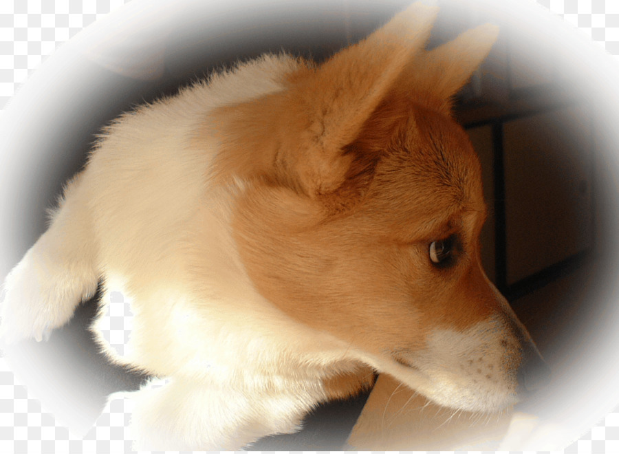 Pembroke Welsh Corgi，Islandês Pastor PNG