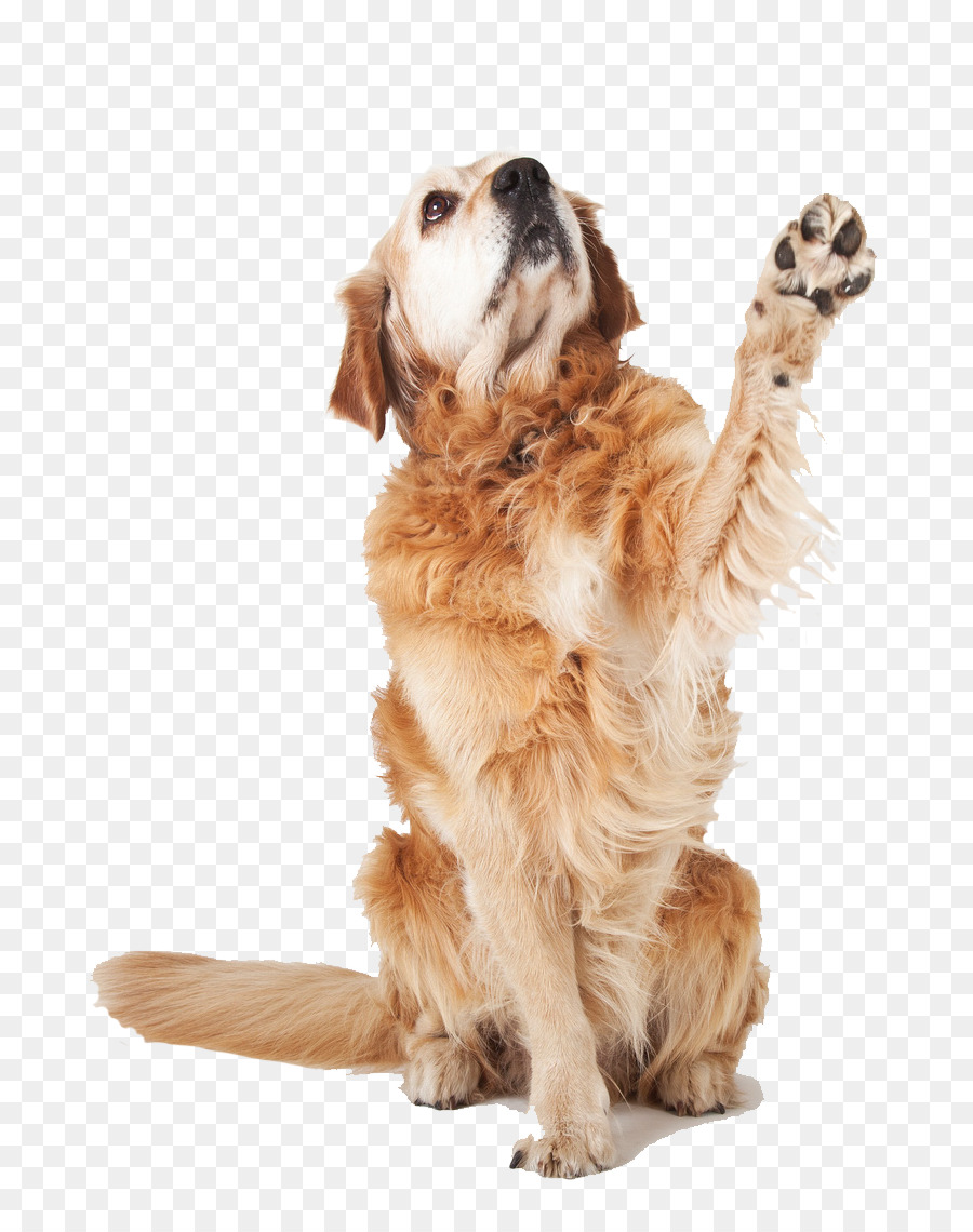 Golden Retriever，Filhote De Cachorro PNG