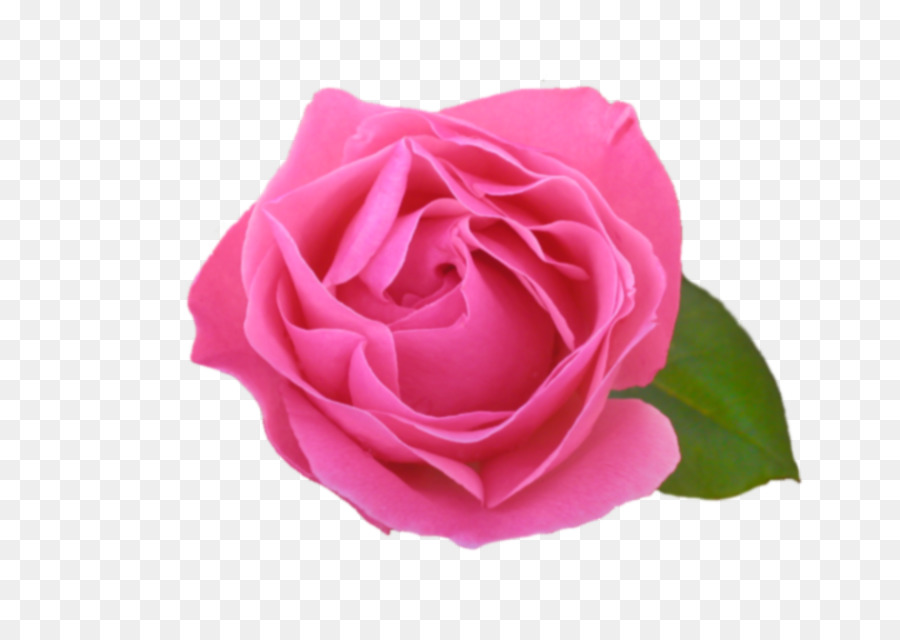 Rosa Pêssego，Florescer PNG