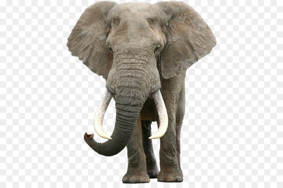 Elephantidae，Elefante Africano PNG