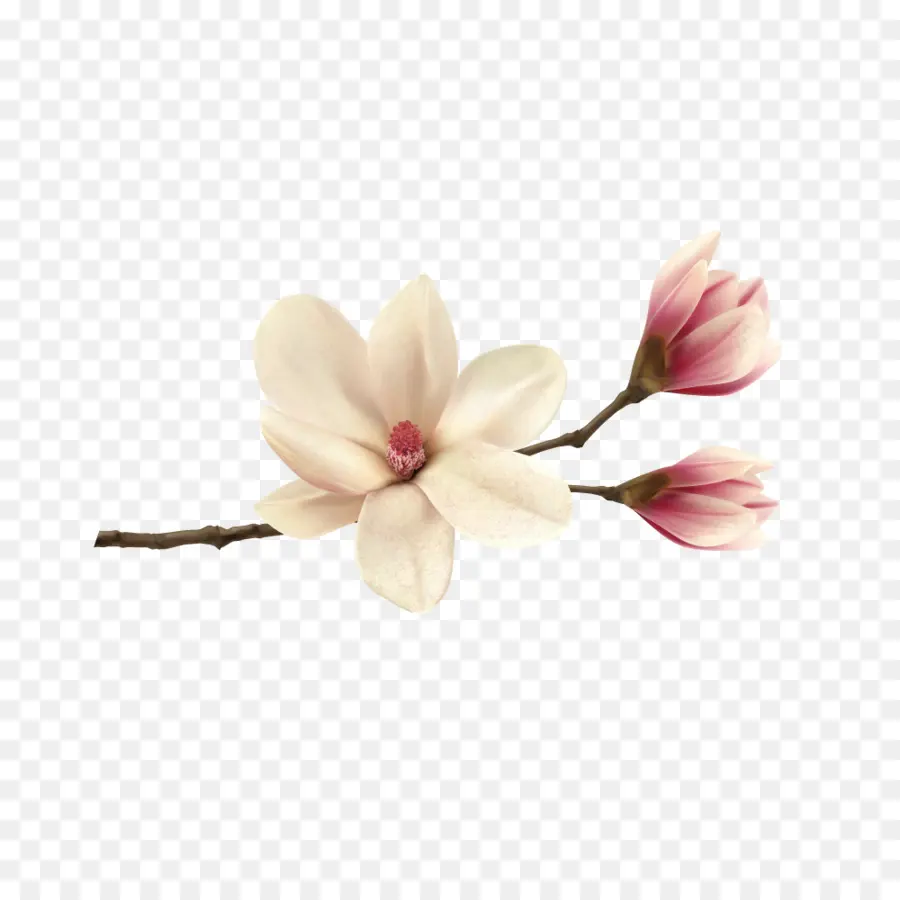 Magnolia，Encapsulated Postscript PNG