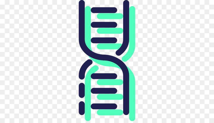 Dna，Estrutura Molecular Dos ácidos Nucléicos Uma Estrutura Para A Desoxirribose ácido Nucleico PNG