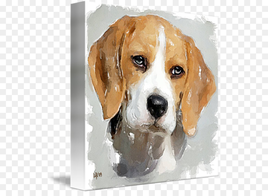 Golden Retriever，Cachorro PNG