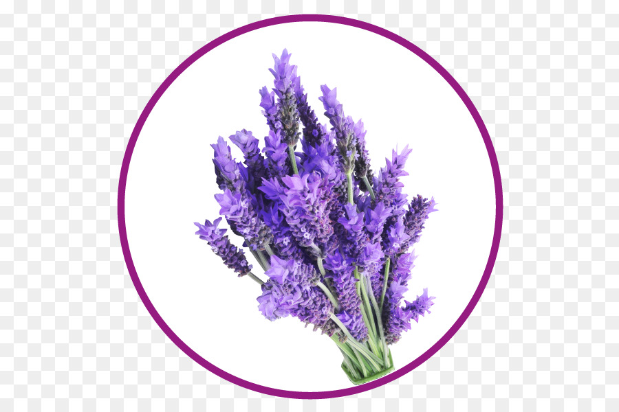 Lavanda，Roxo PNG