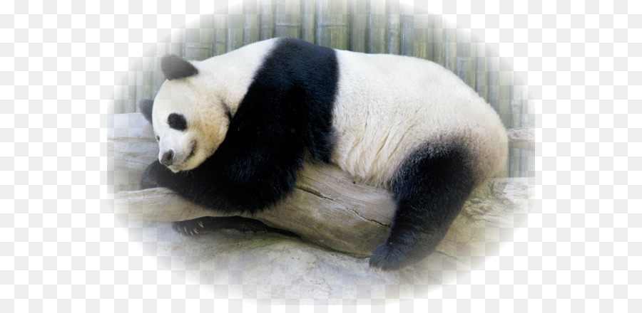 Panda Gigante，Pele PNG