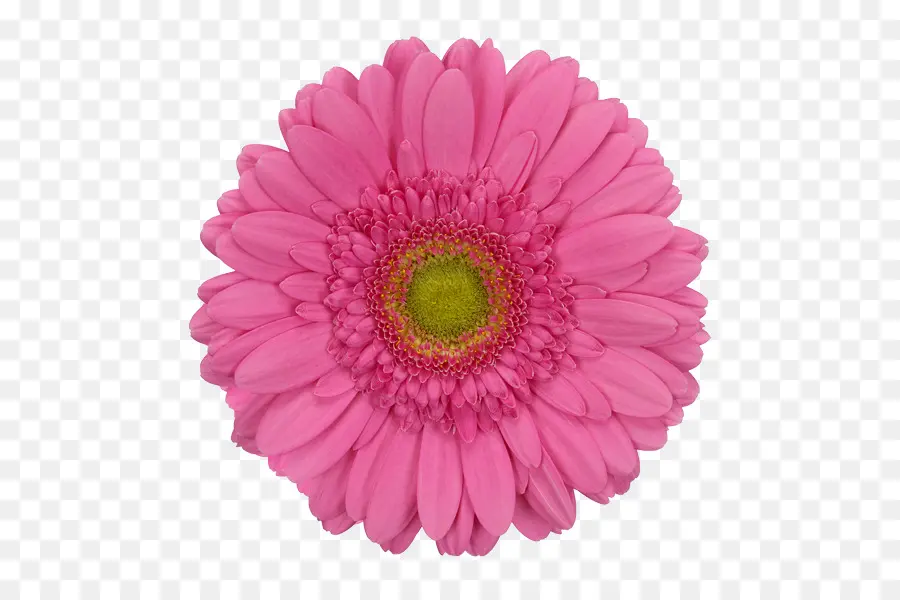 Flor Rosa，Florescer PNG