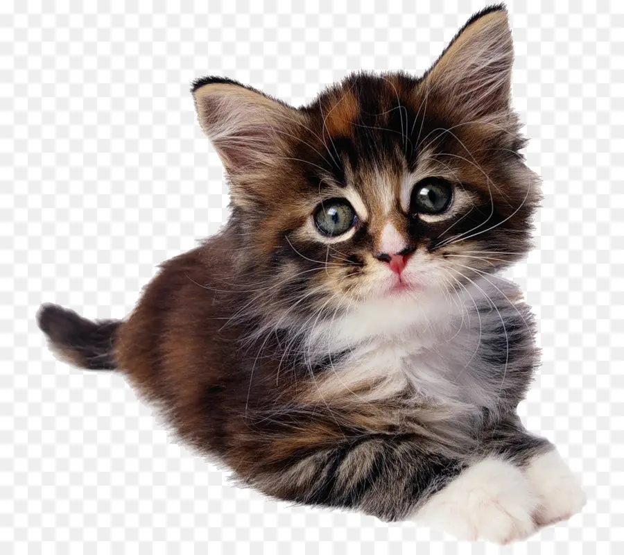 Gatinho，Bonitinho PNG