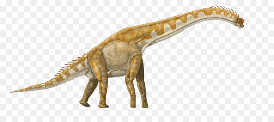 Rhamphorhynchus，Lusotitan PNG