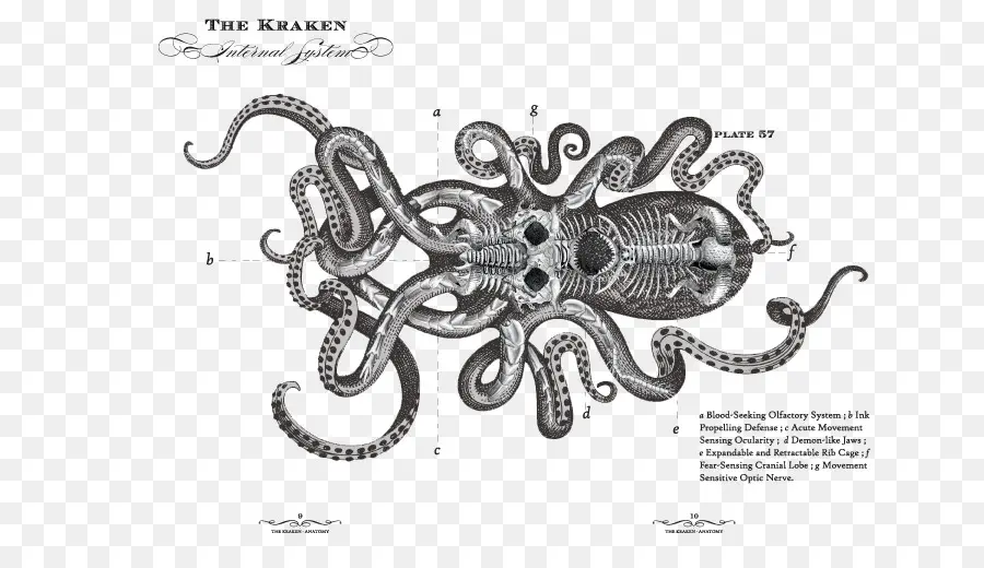 Ilustração De Kraken，Kraken PNG