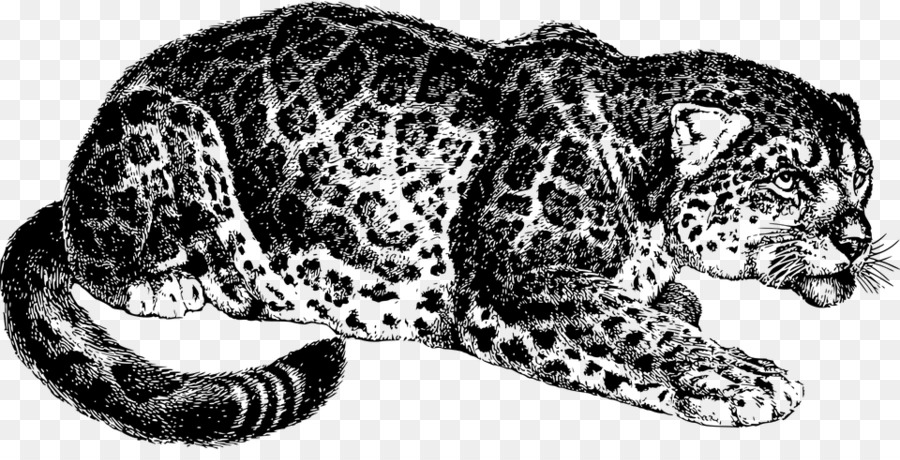 Leopard，Jaguar PNG