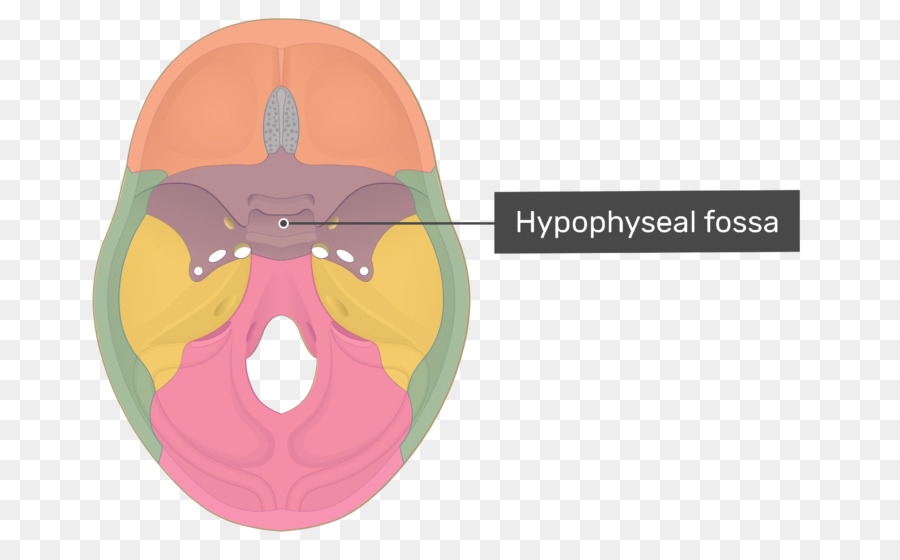 Anterior Clinoid Processo，Posterior Clinoid Processos PNG