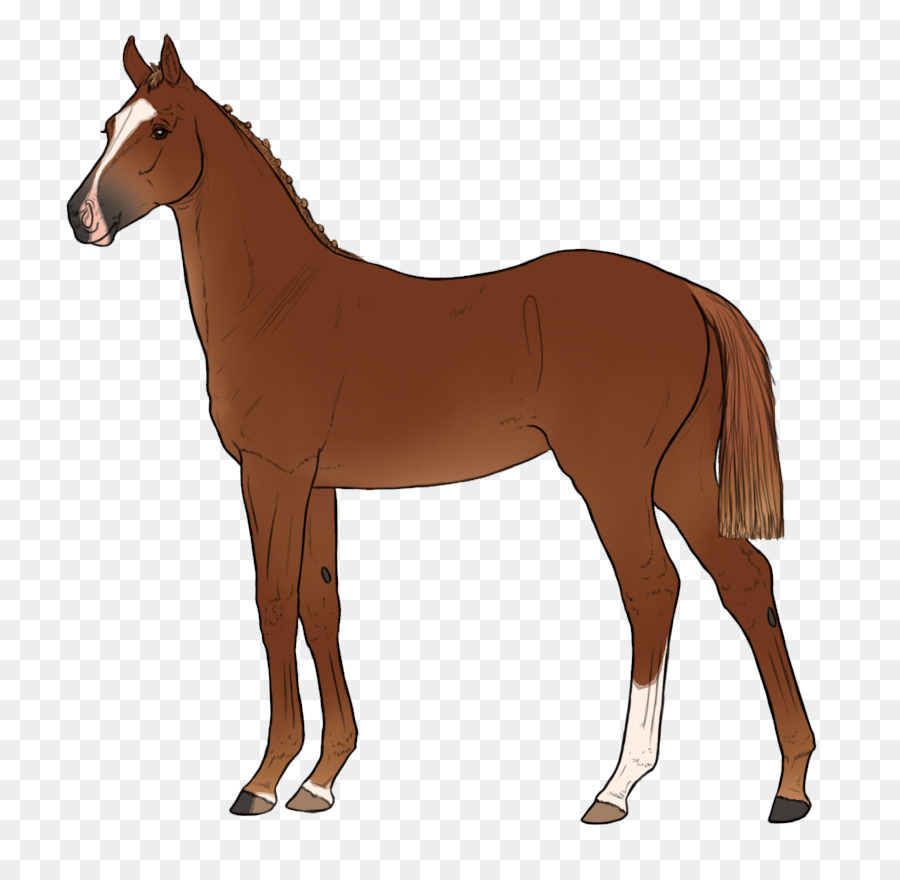 Cavalo，Equino PNG