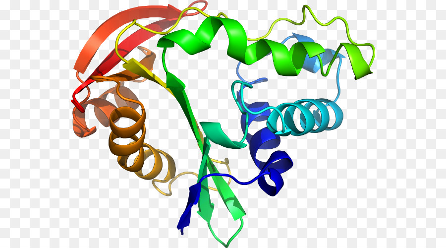 Proteína，Molécula PNG