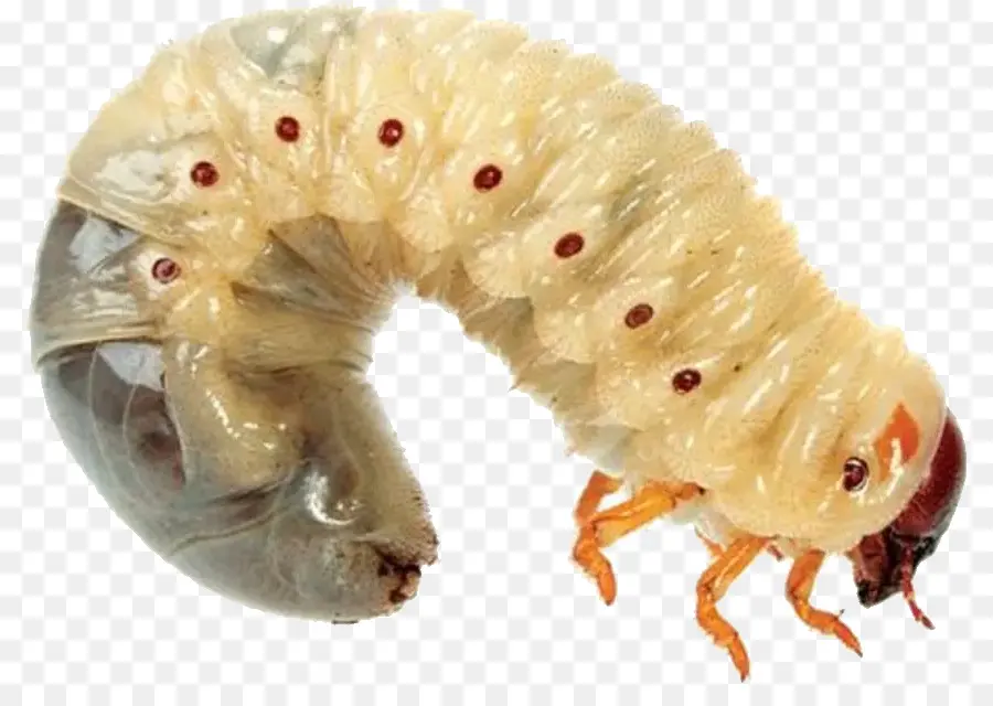 Maggot，Worm PNG