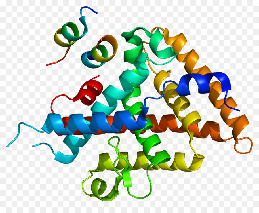 Fígado Do Receptor Homolog1，Amilase PNG