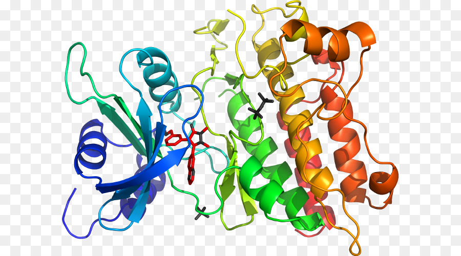 Estrutura Proteica，Biologia PNG