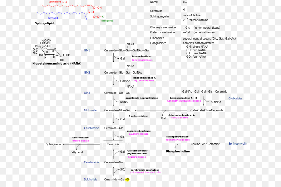 Via Do Metabolismo Esfingolipídico，Bioquímica PNG