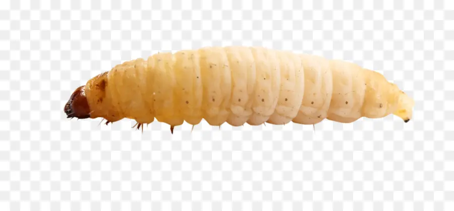 Waxworm，A Espiga De Milho PNG